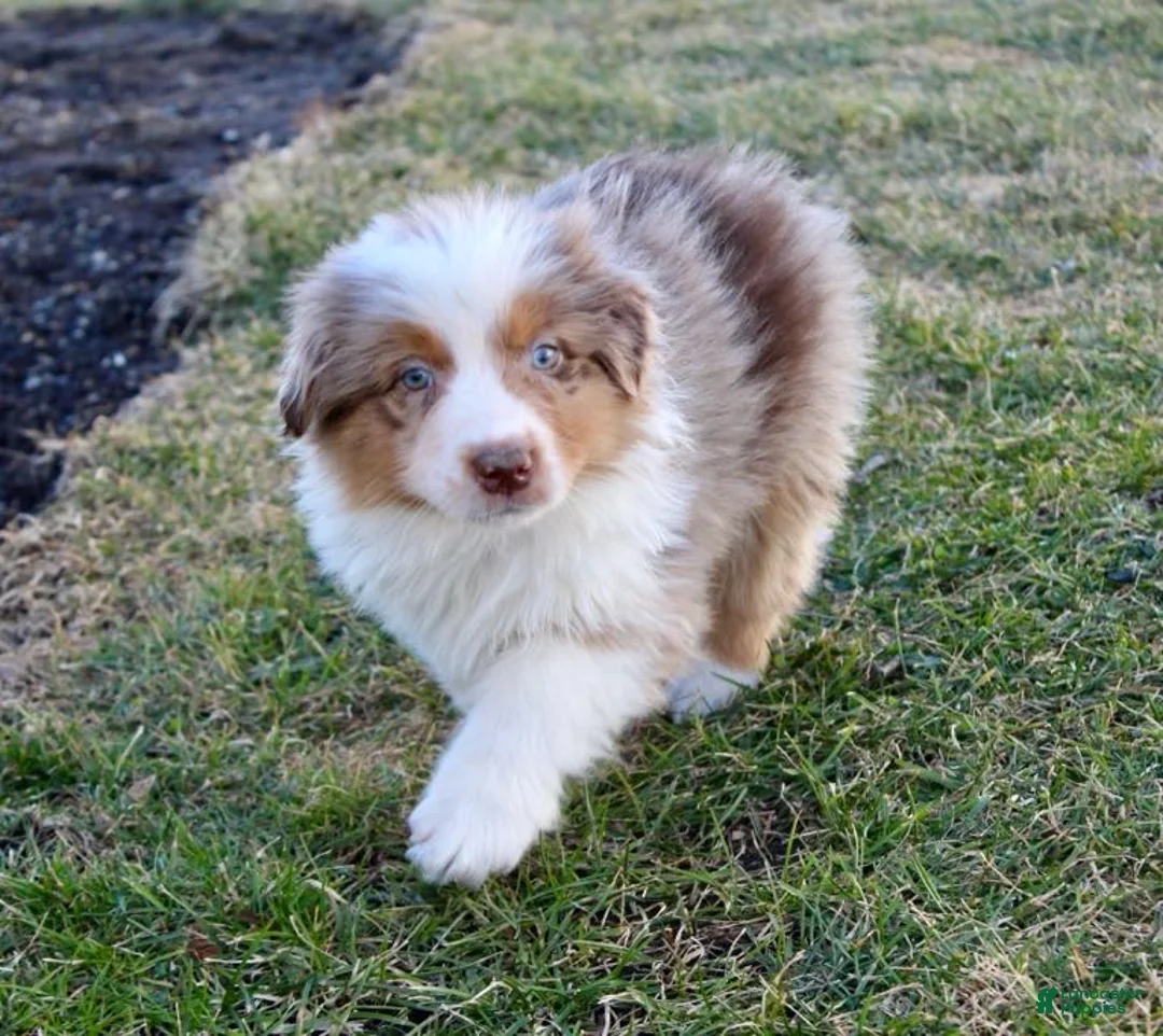 Australian Shepherd dogs for sale: Biggs - Ad 1