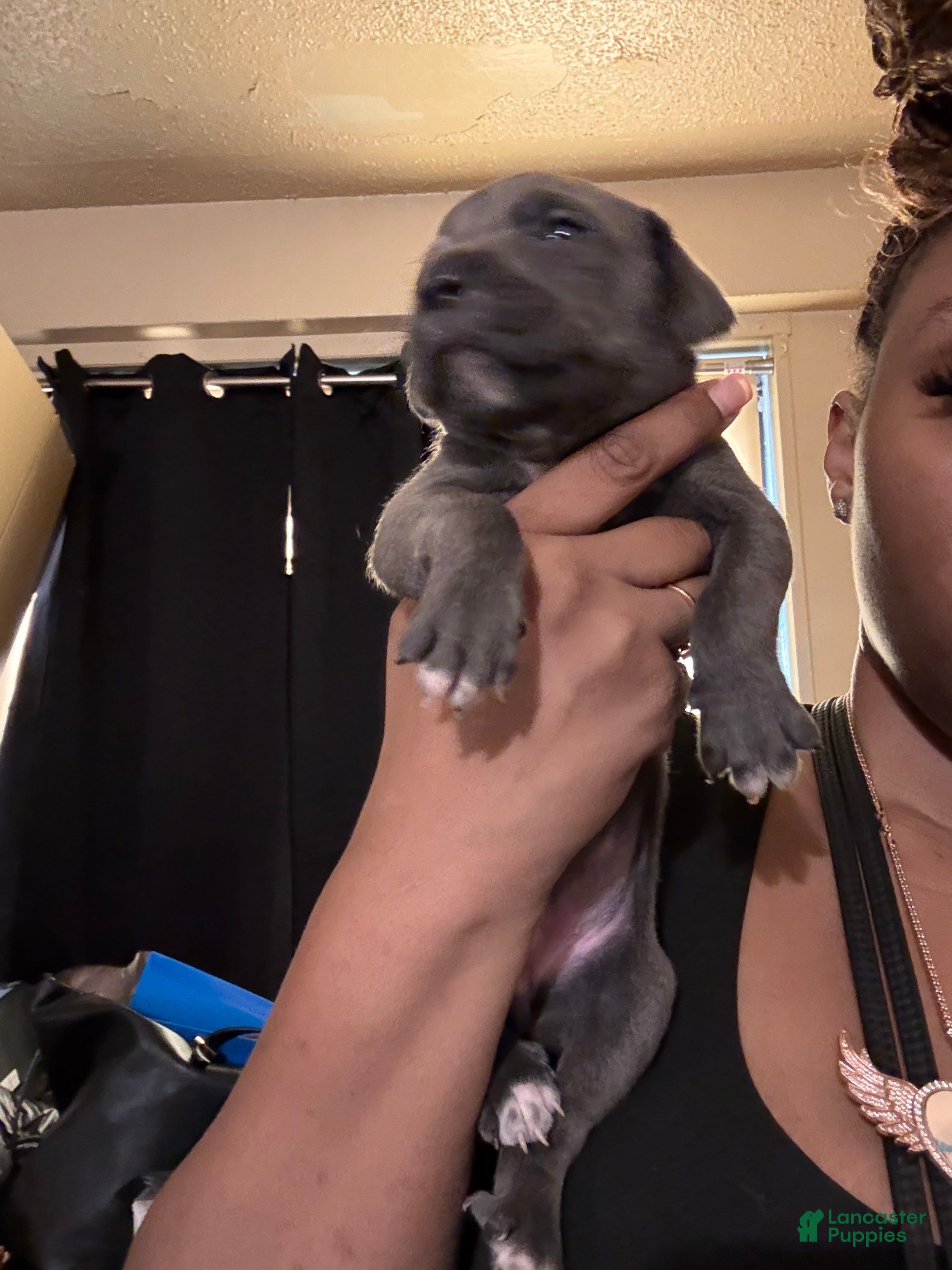 Cane Corso dogs Cane Corso 4 - Ad 11
