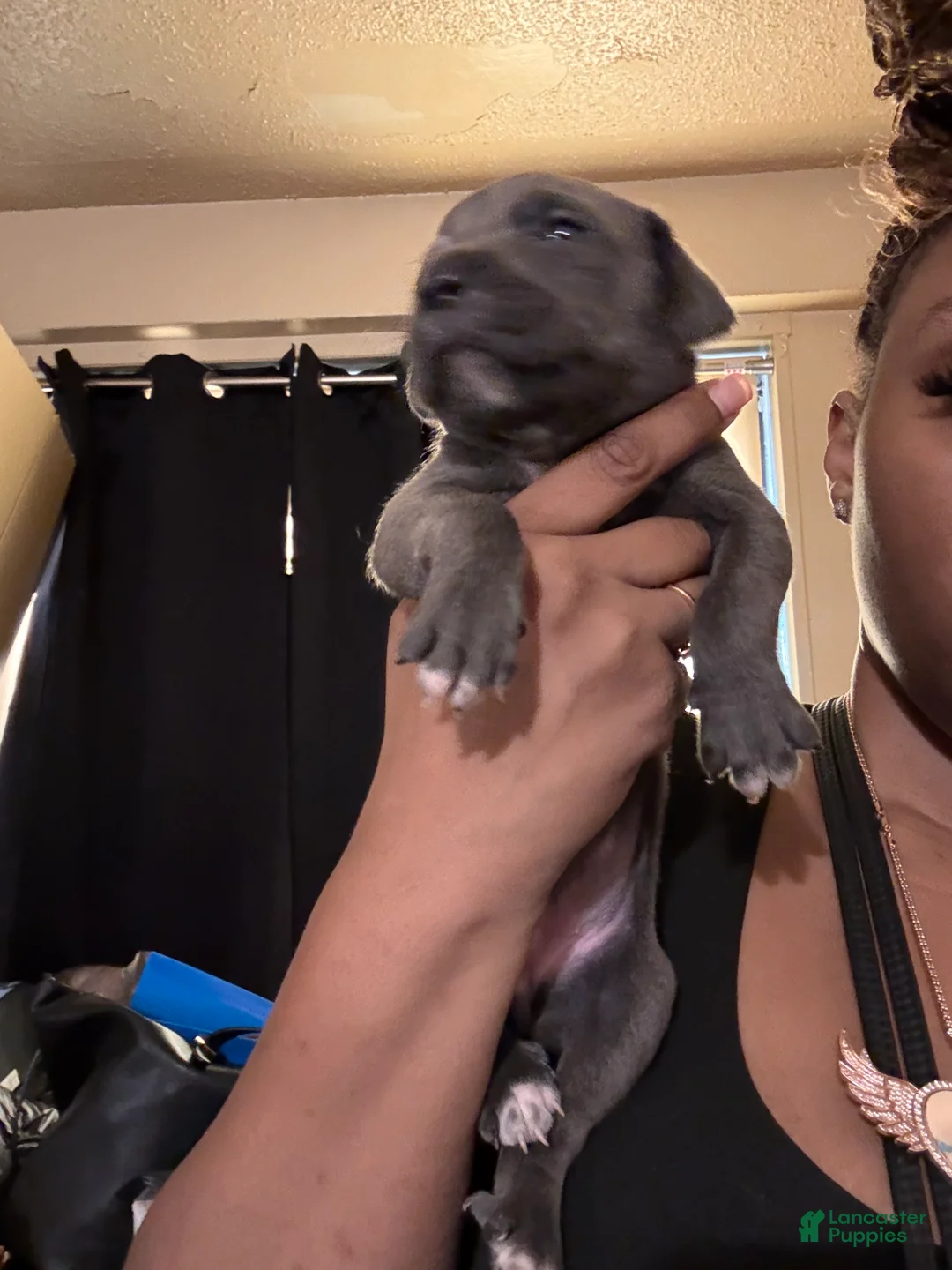 Cane Corso dogs for sale: Cane Corso 4 - Ad 1