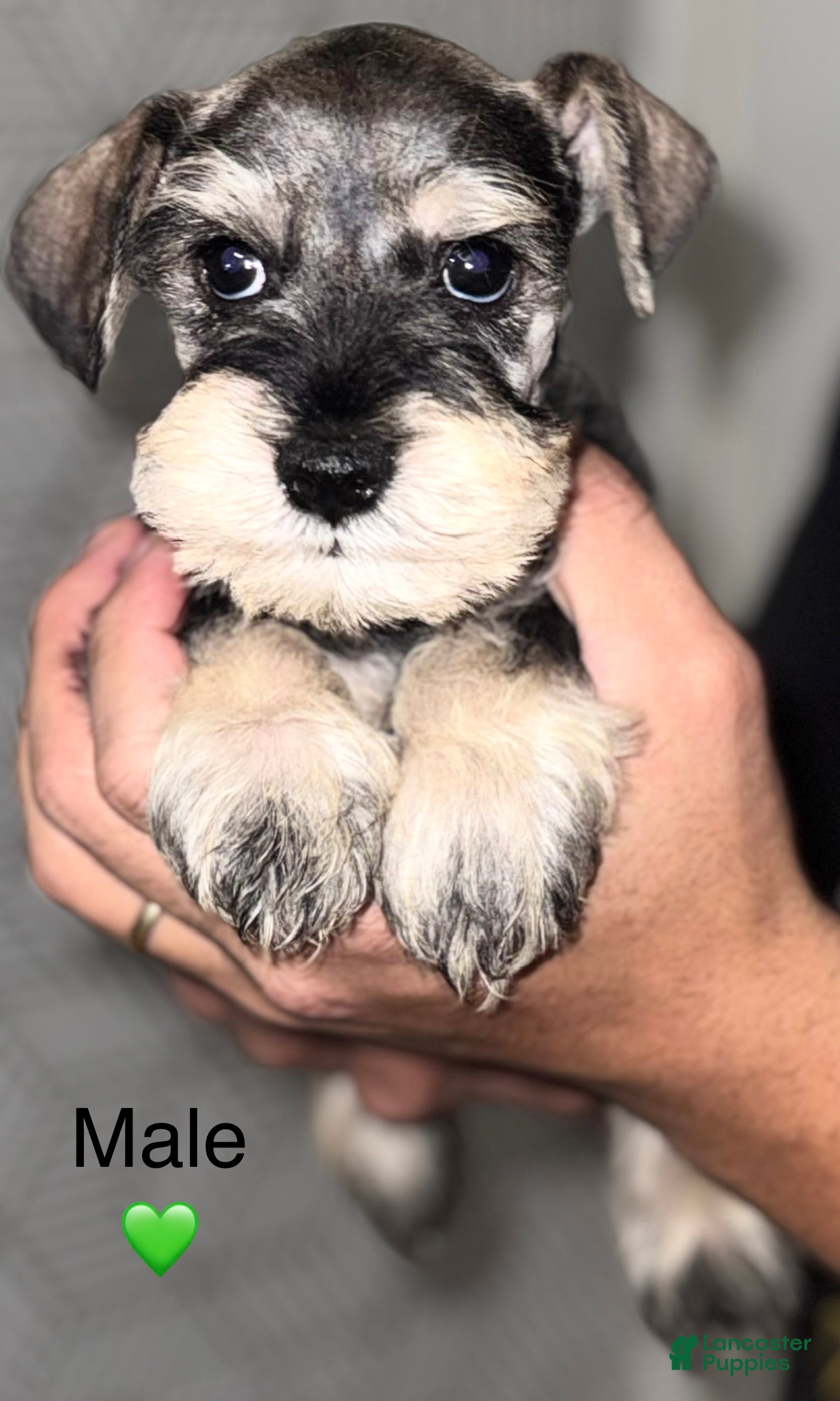 Miniature Schnauzer dogs Miniature Schnauzer Puppy 3 - Ad 9