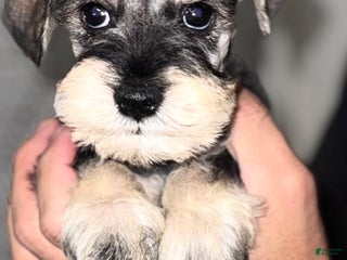 Miniature Schnauzer dogs Miniature Schnauzer Puppy 3 - Ad 9