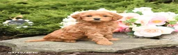 Mini Goldendoodle dogs for sale: Sparks - Ad 1