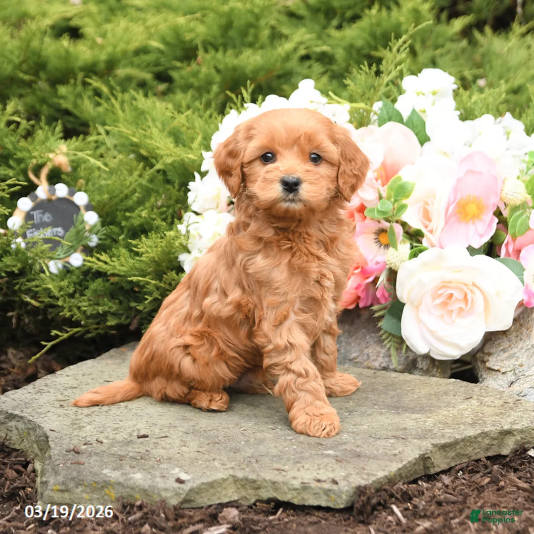 Mini Goldendoodle dogs for sale: Sparks - Ad 1