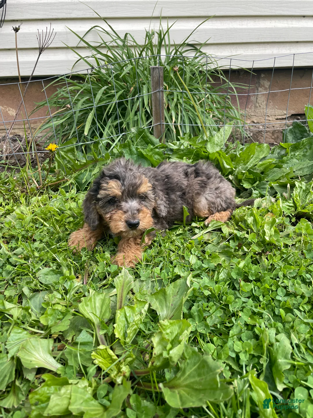 Cockapoo dogs for sale: Cockapoo Puppy 2 - Ad 2
