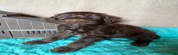 Labradoodle dogs for sale: Labradoodle 1 - Ad 4