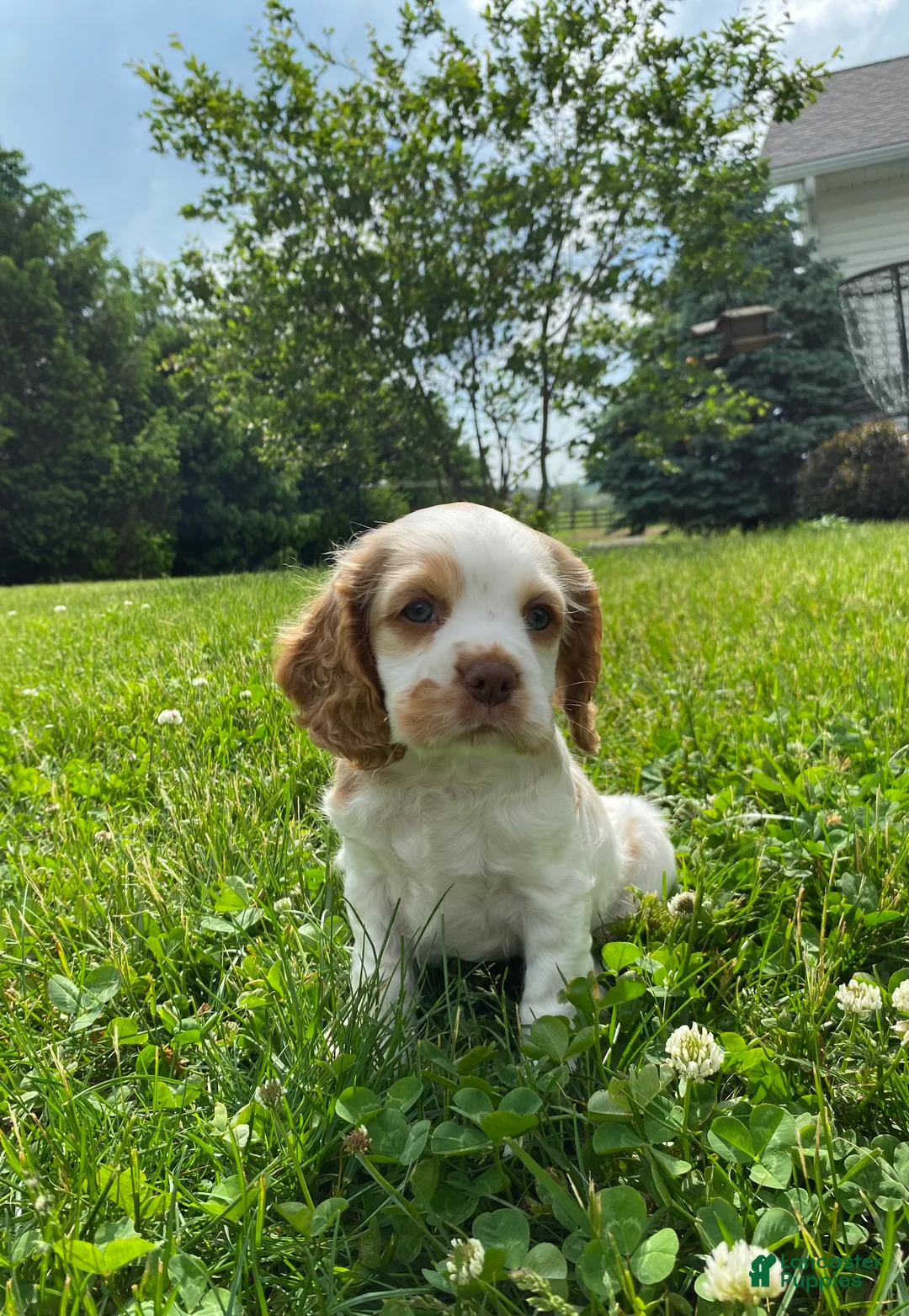 Cocker Spaniel dogs for sale: Aaron - Ad 5