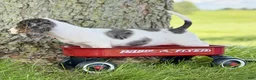 Miniature Dachshund dogs for sale: Rain - Ad 3