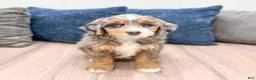 Mini Bernedoodle dogs for sale: Callie - Ad 2