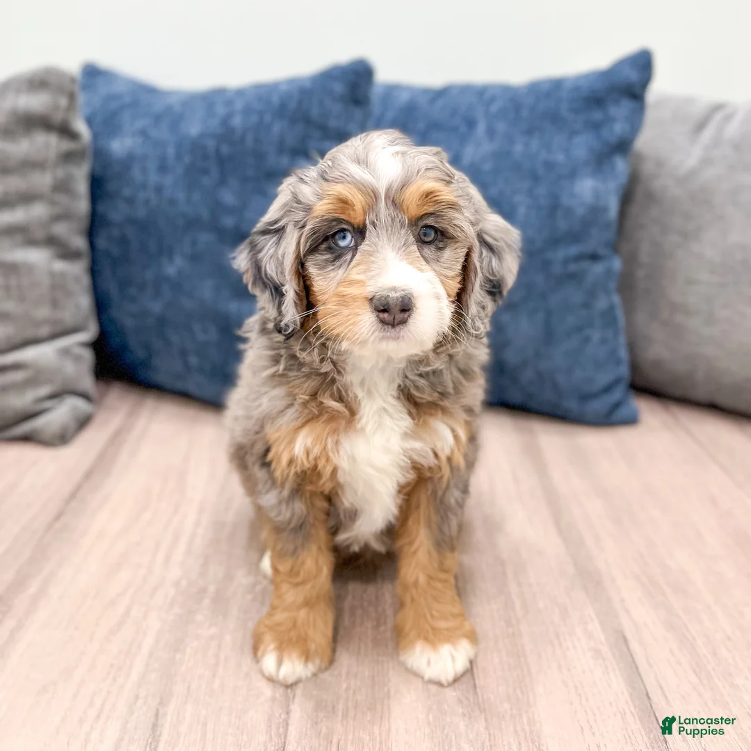 Mini Bernedoodle dogs for sale: Callie - Ad 2