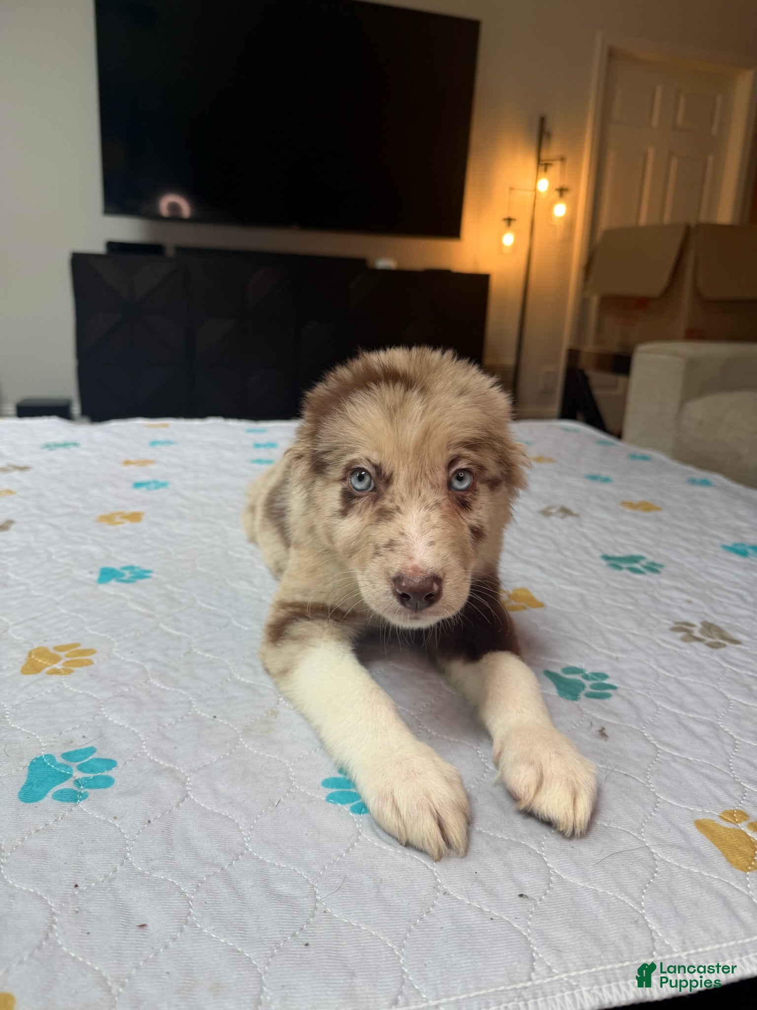 Border Collie dogs Border Collie Puppy 3 - Ad 1