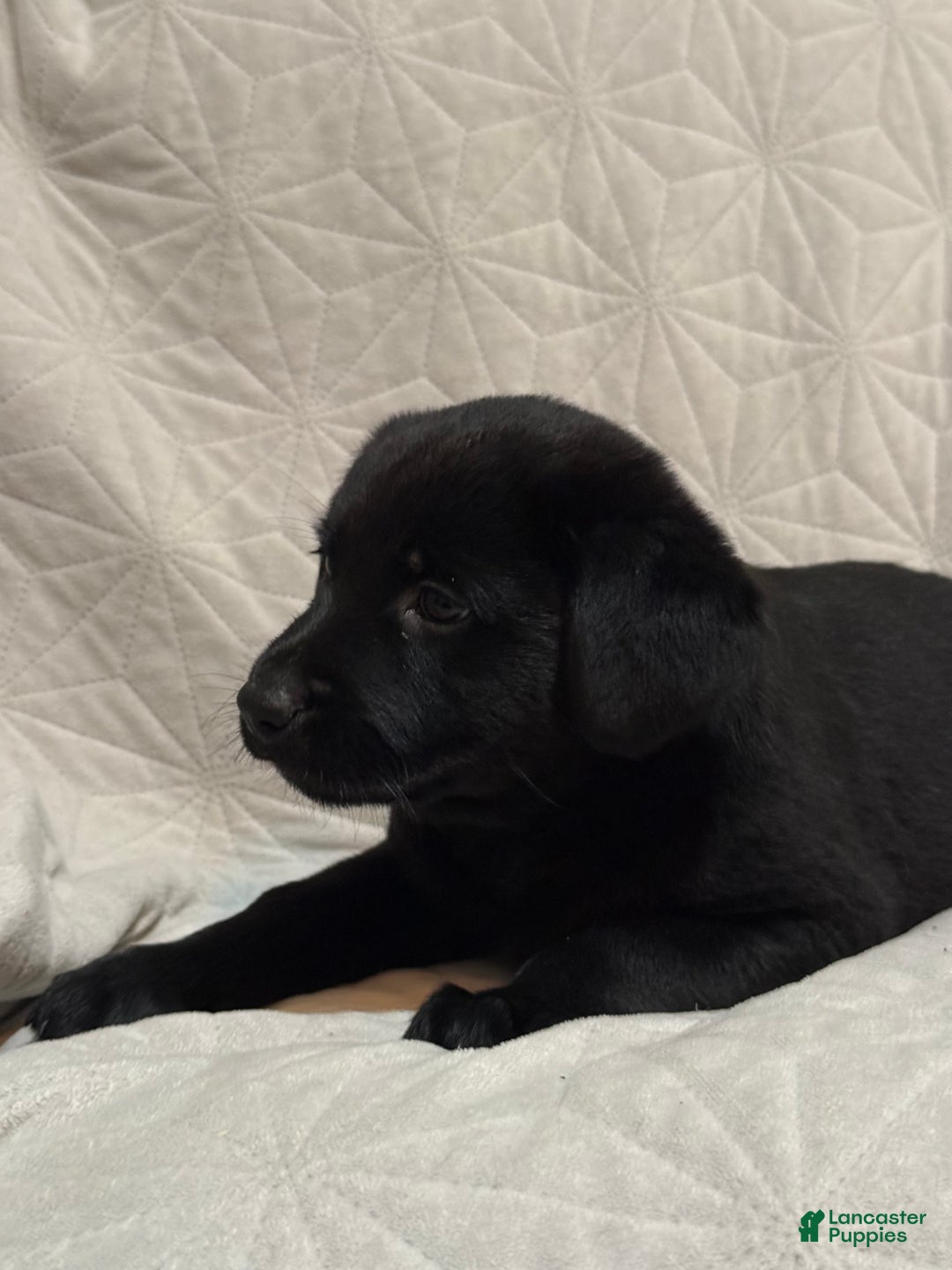 Mixed Breed dogs for sale: Mixed Breed Puppy 6 - Ad 7