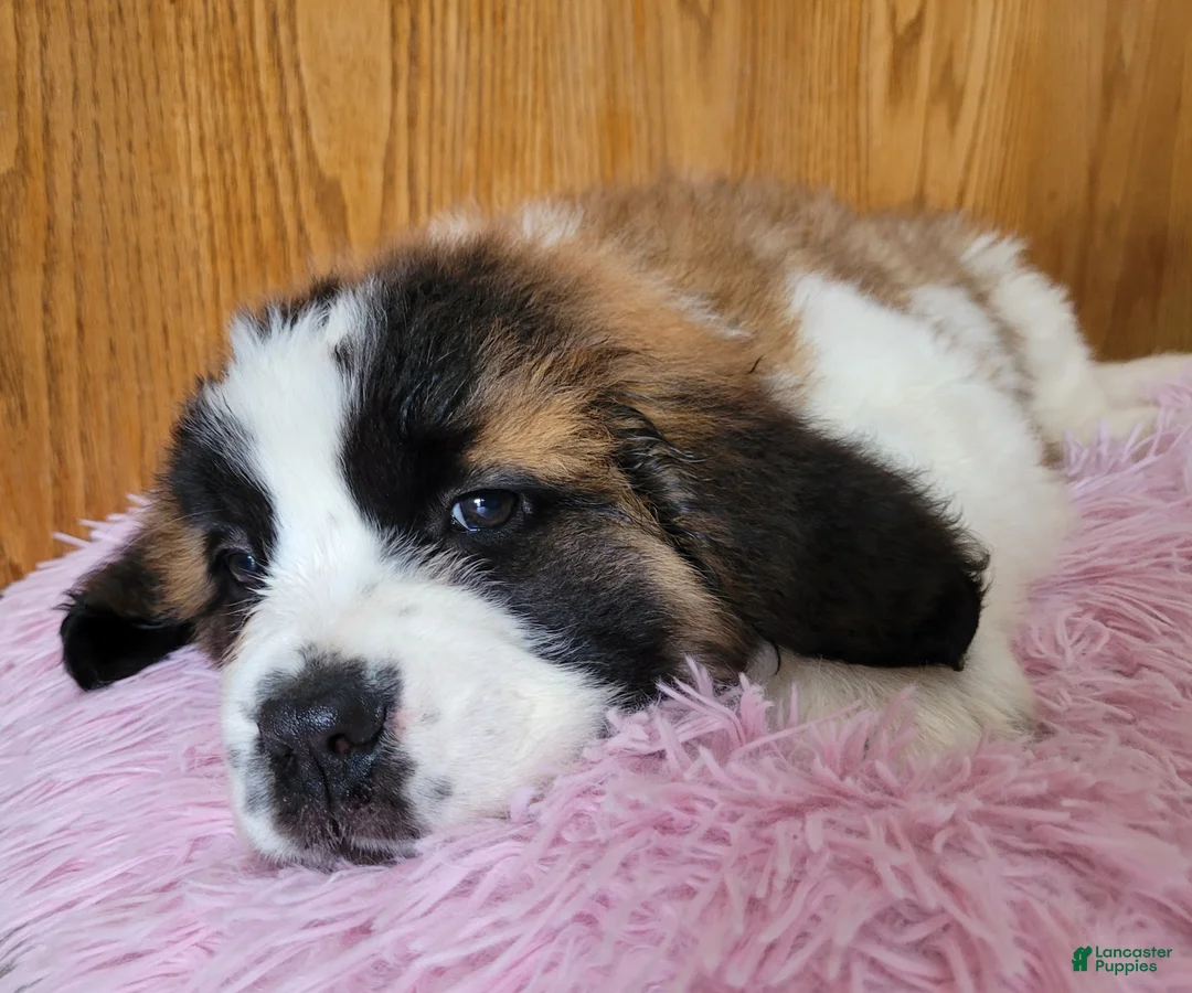 Saint Bernard dogs for sale: Luna - Ad 1