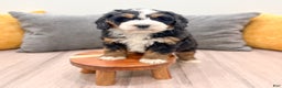 Mini Bernedoodle dogs for sale: Harper - Ad 8