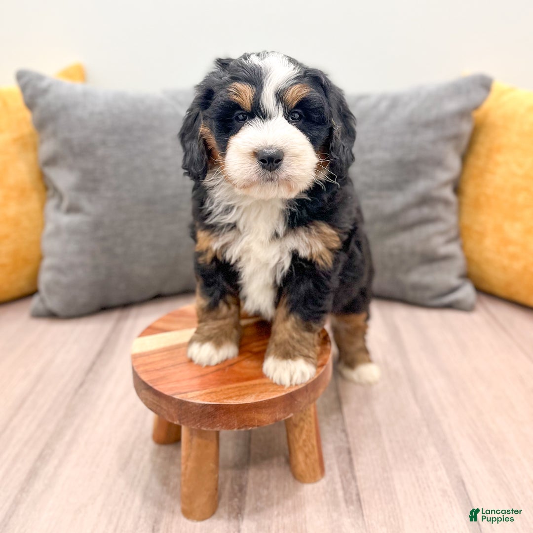 Mini Bernedoodle dogs for sale: Harper - Ad 8