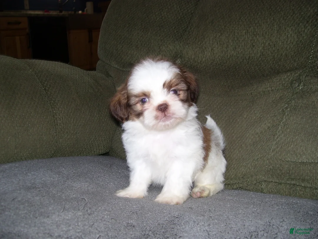 Shih Tzu dogs for sale: OAKLEY - Ad 2