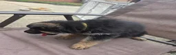German Shepherd dogs for sale: Maximus - Ad 2