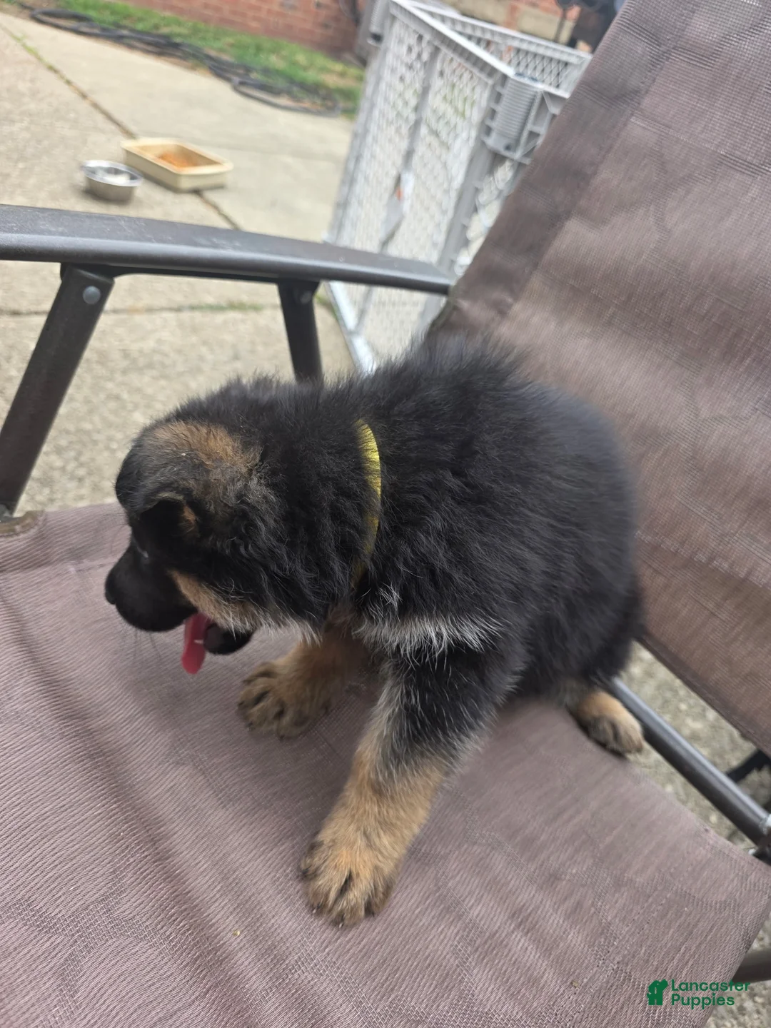 German Shepherd dogs for sale: Maximus - Ad 2