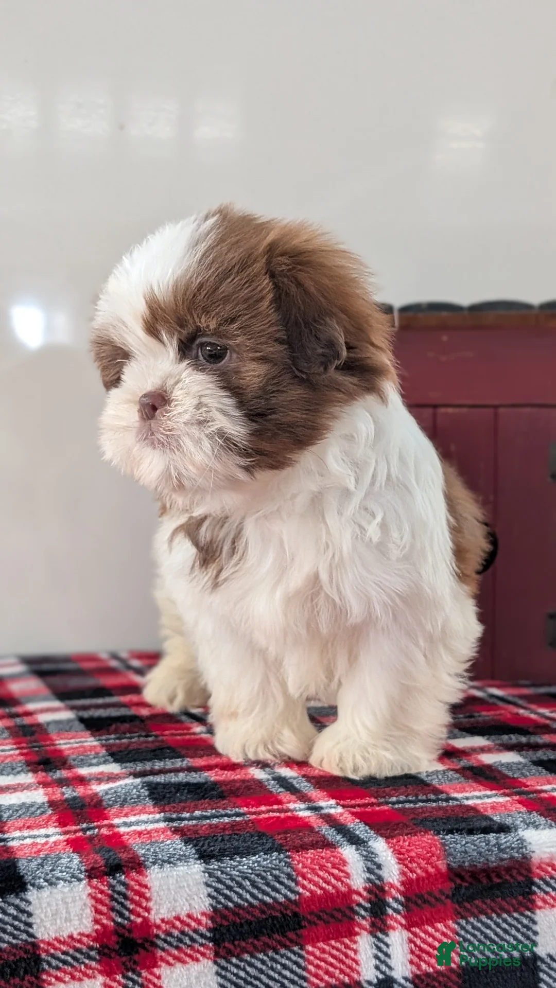 Shih Tzu dogs for sale: Cooper - Ad 2