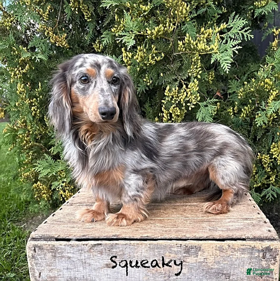 Miniature Dachshund dogs for sale: Nash - Ad 5