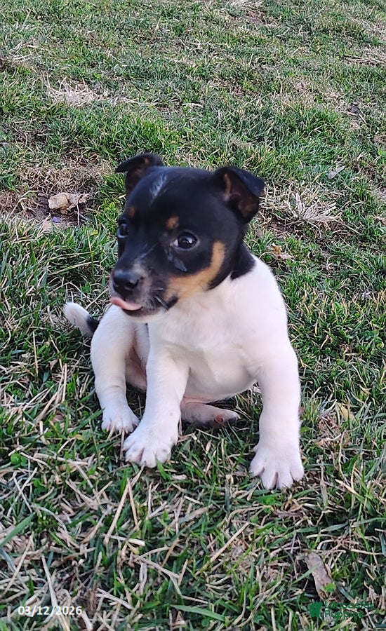 Jack Russell Terrier dogs Justin - Ad 2