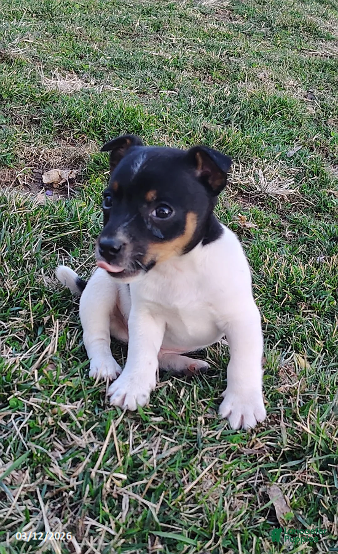 Jack Russell Terrier dogs for sale: Justin - Ad 2