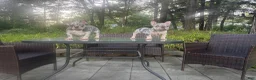 French Bulldog dogs for sale: French Bulldog 1 - Ad 2