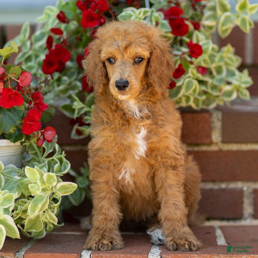 Standard Poodle dogs Mary - Ad 2