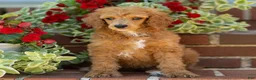 Standard Poodle dogs for sale: Mary - Ad 4