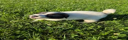 Great Pyrenees dogs for sale: Cupid - Ad 3