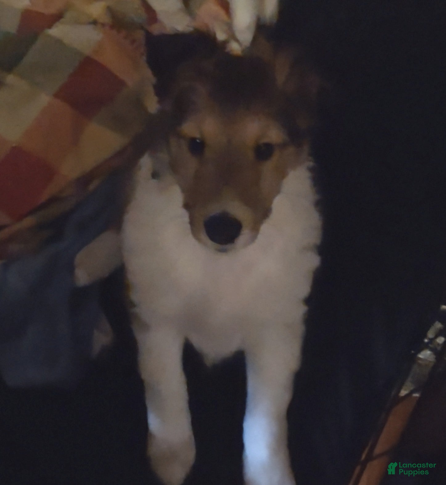 Shetland Sheepdog dogs Jake - Ad 1