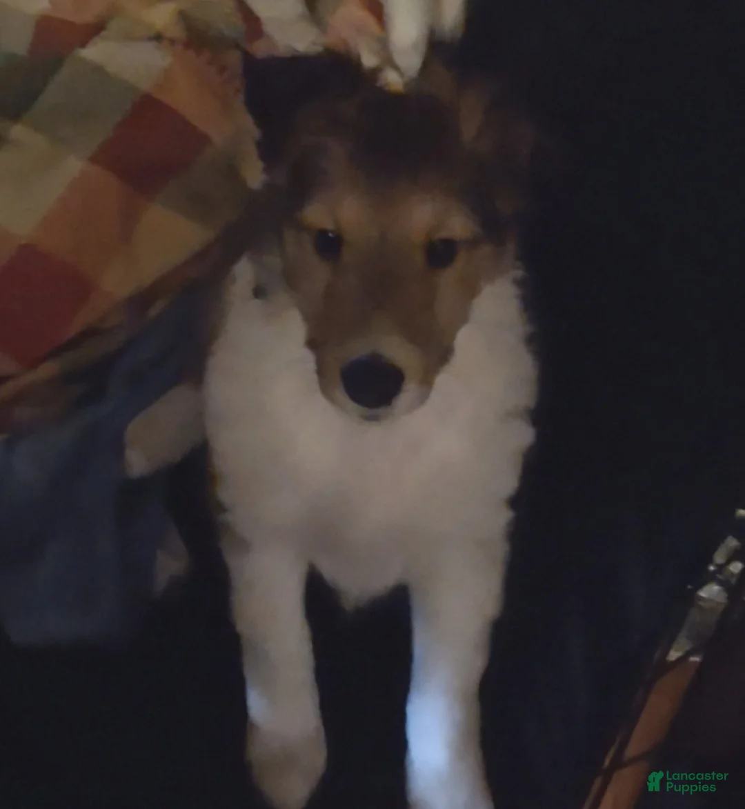 Shetland Sheepdog dogs for sale: Jake - Ad 1