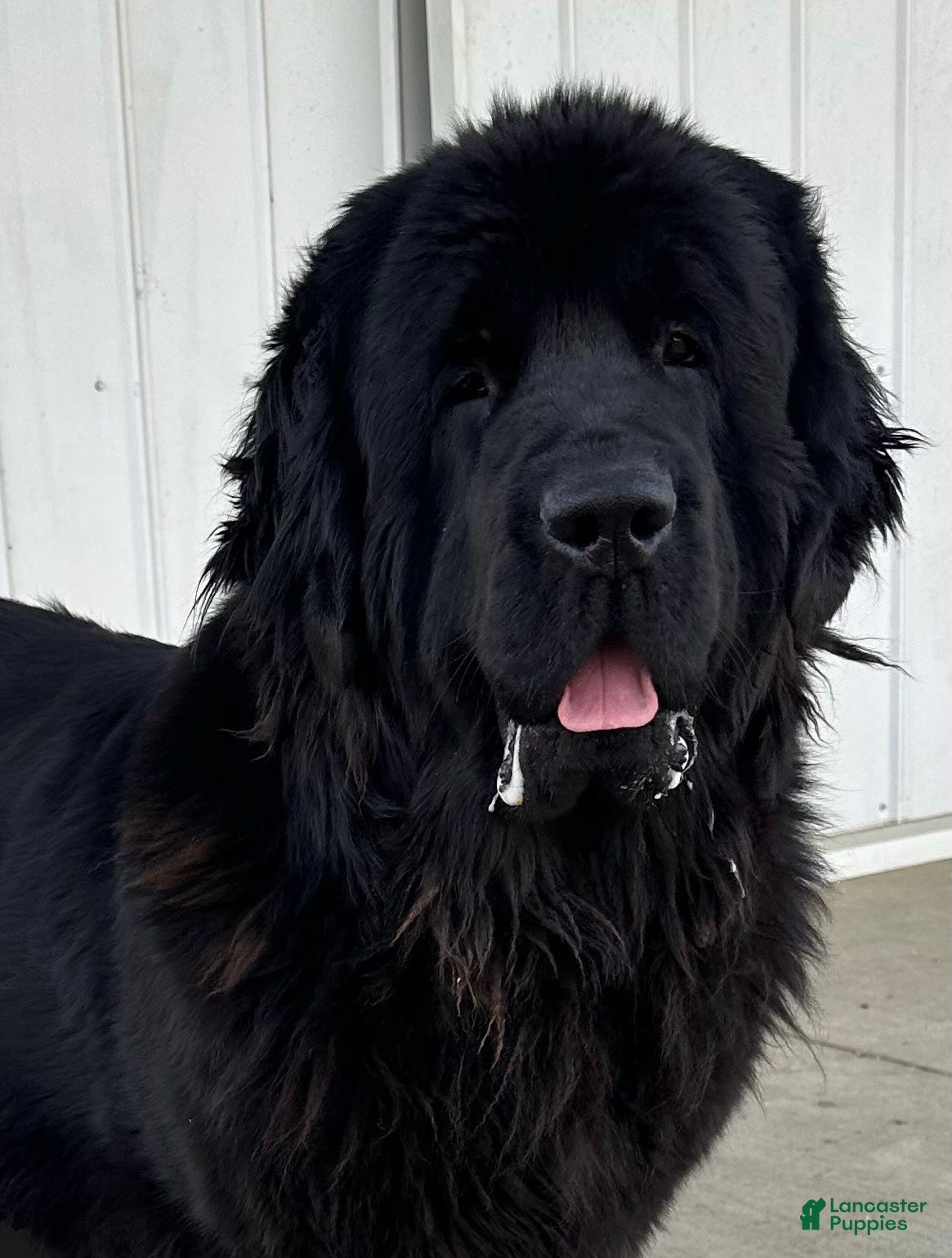 Newfoundland dogs for sale: “ Peeta” OFA, CH, AKC,  - Ad 6