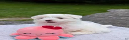 Maltese dogs for sale: Nick - Ad 9