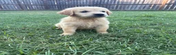 Golden Retriever dogs for sale: Flynn Rider - Ad 3