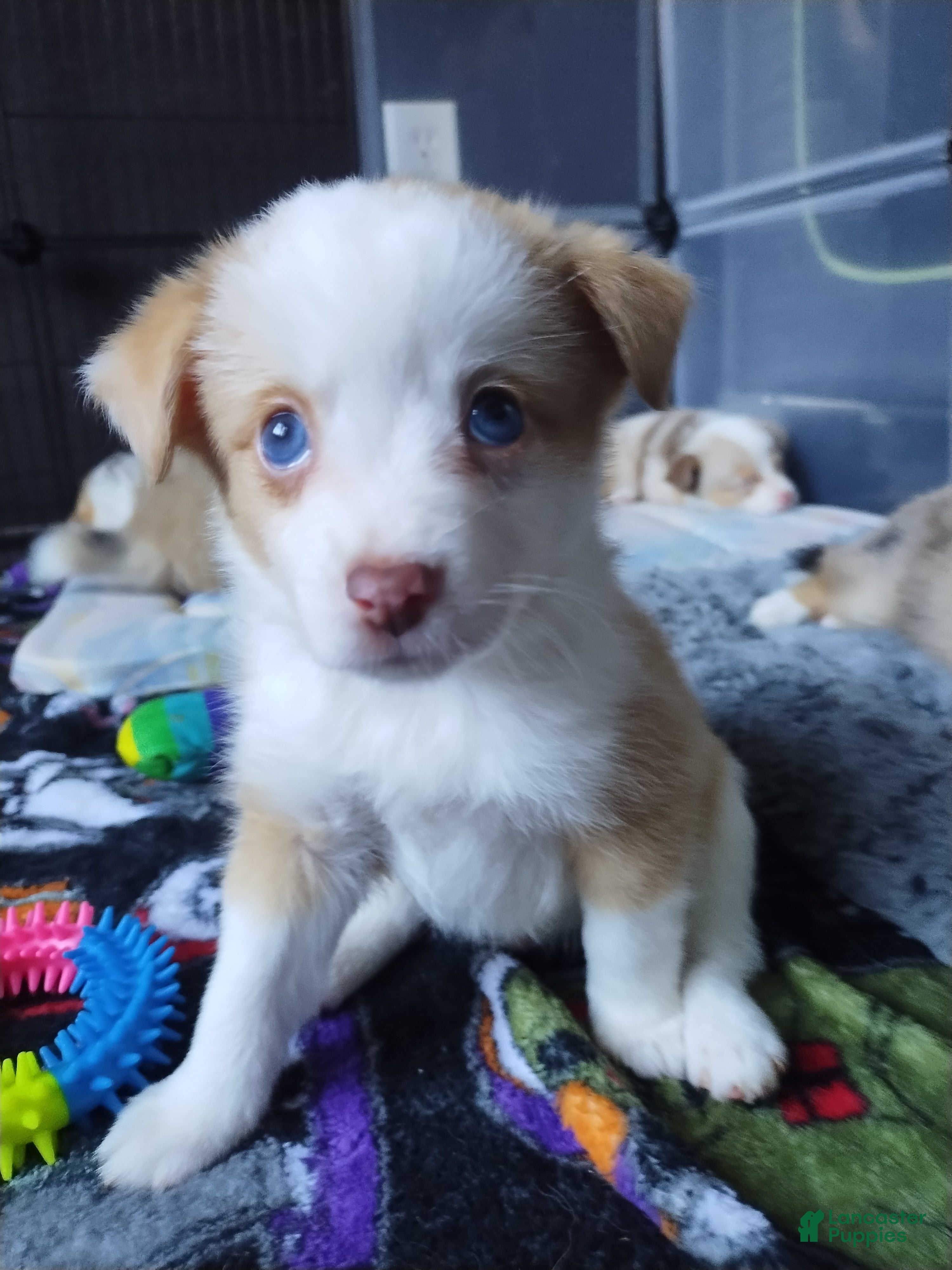 Mixed Breed dogs Moo - Ad 34
