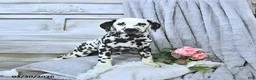 Dalmatian dogs for sale: Gracie - Ad 3