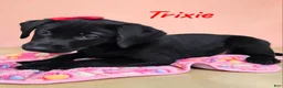 Labrador Retriever dogs for sale: Trixie - Ad 3
