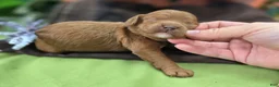 Cockapoo dogs for sale: Tulip - Ad 2