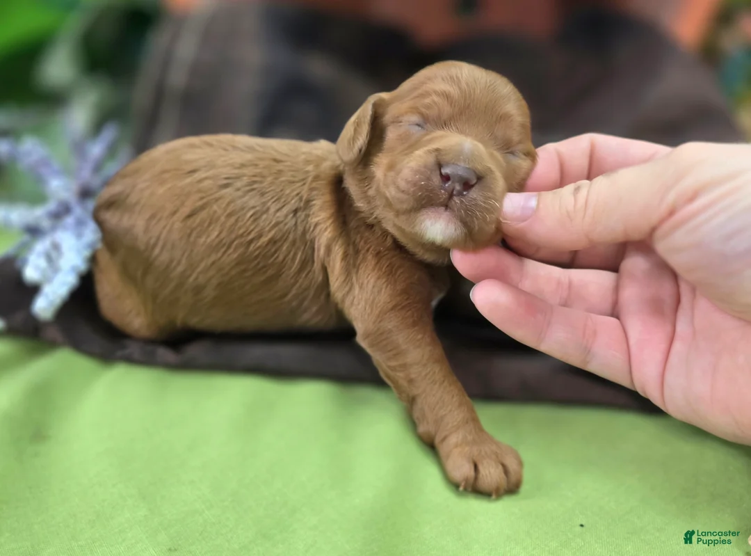 Cockapoo dogs for sale: Tulip - Ad 2
