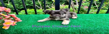Purple Fluffy Girl
