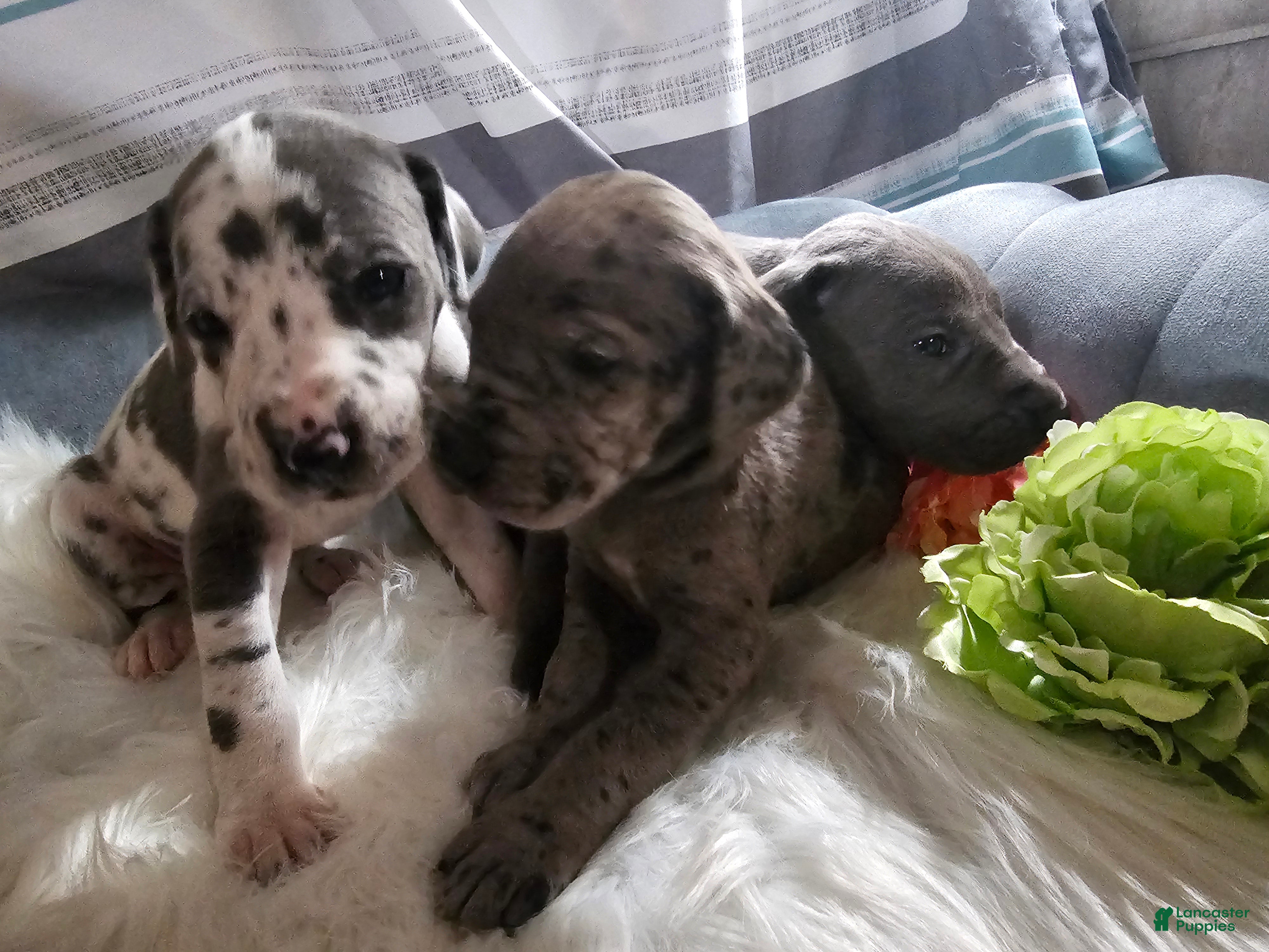 Great Dane dogs Blue Harlequin - Ad 2