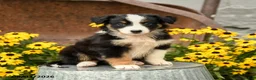 Australian Shepherd dogs for sale: Frances - Ad 1