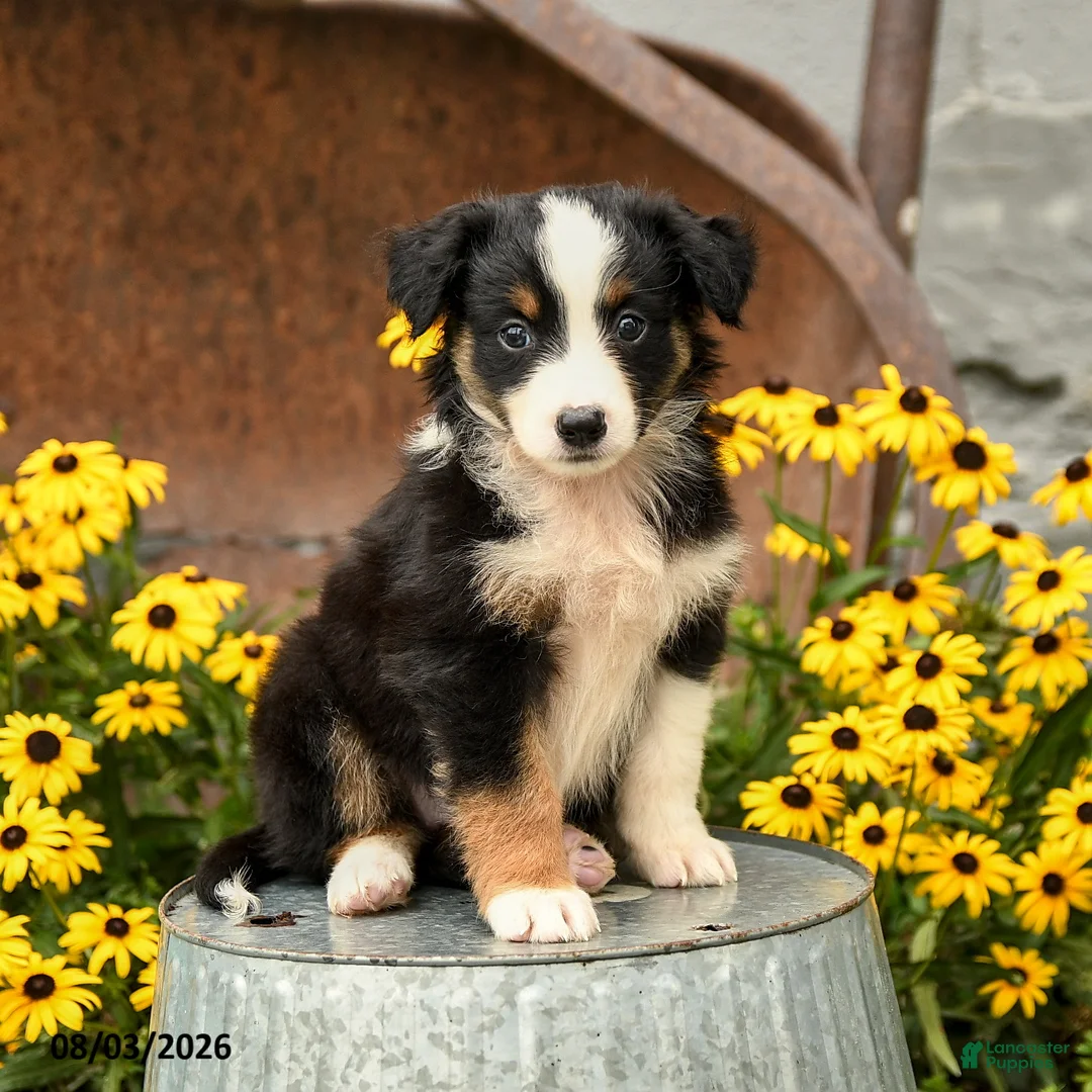 Australian Shepherd dogs for sale: Frances - Ad 1