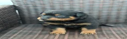 Rottweiler dogs for sale: Luna - Ad 3