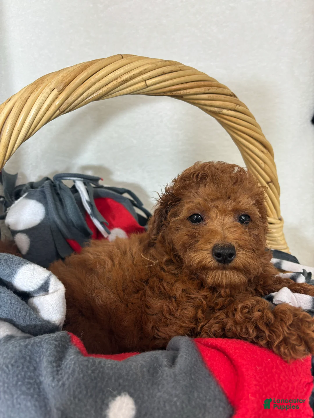 Mini Goldendoodle dogs for sale: Gabe - Ad 1