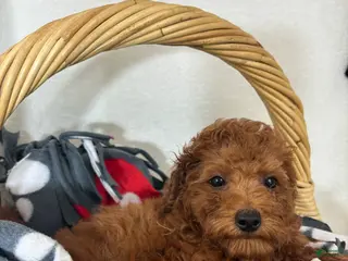 Mini Goldendoodle dogs Gabe - Ad 36