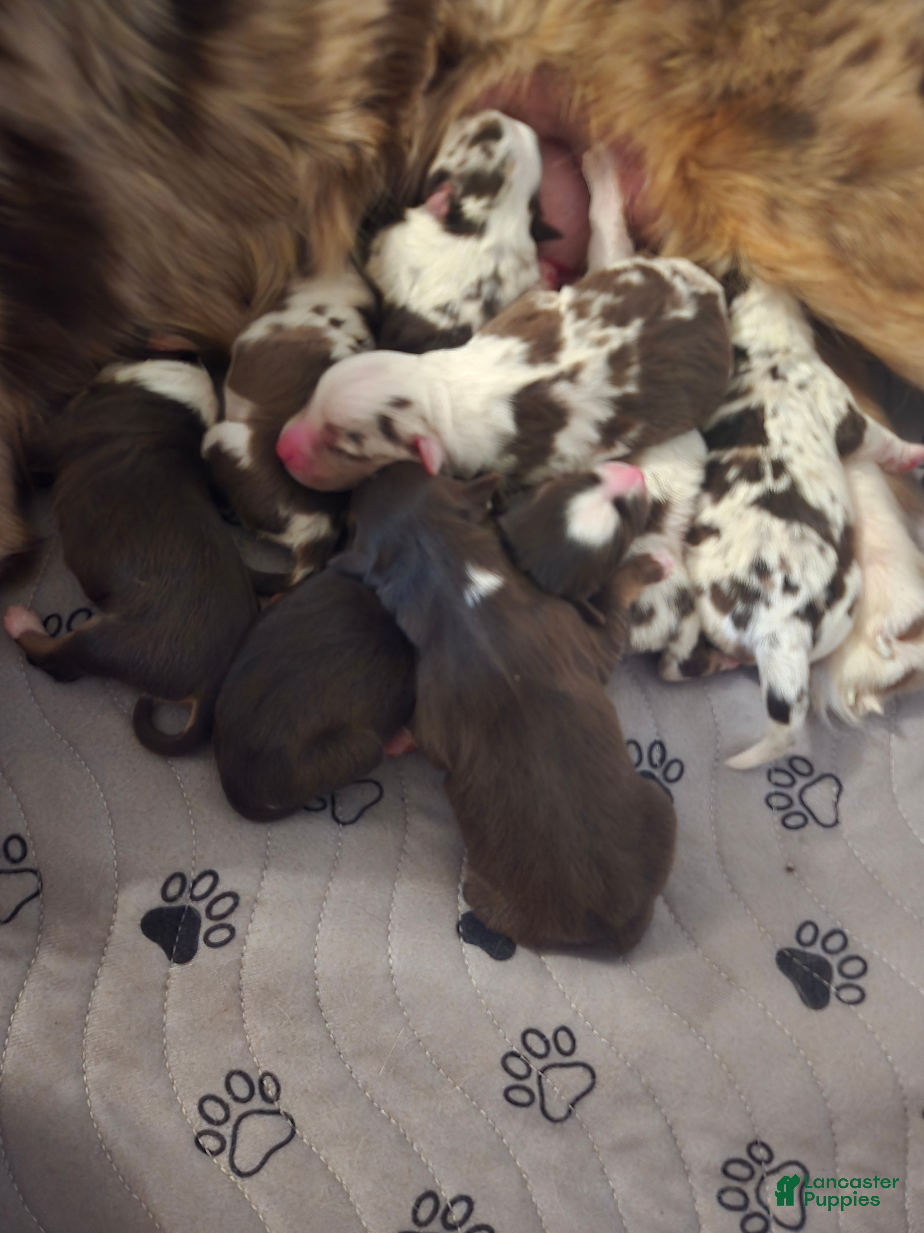 Australian Shepherd dogs Australian Shepherd 6 - Ad 16