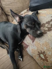 onyx