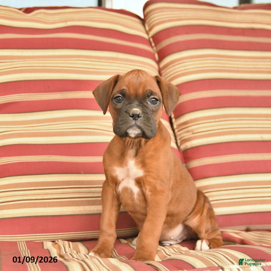 Boxer dogs for sale: Jet  - Ad 1