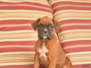 Boxer dogs Jet - Ad 9